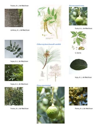 frutos,A.L. de MacVean
corteza,A. L. de MacVean
hojas,A.L. de MacVean
hojas,A.L. de MacVean
frutos,A.L. de MacVean
Citharexylumdonnell-smithii
Pinus maximinoi
Persea americana
fruto,A.L. de MacVean
S. Sierra
hoja,A.L. de MacVean
flores,A.L.de MacVean