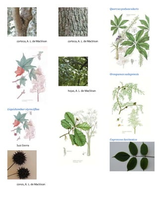 corteza,A. L. de MacVean
Liquidambarstyraciflua
Susi Sierra
conos,A. L. de MacVean
corteza,A. L. de MacVean
hojas,A.L. de MacVean
Quercus peduncularis
Oreopanaxxalapensis
Cupressus lusitanica