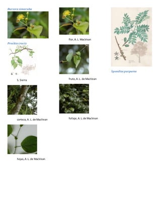Bursera simaruba
Prockia crucis
S. Sierra
corteza,A. L. de MacVean
hojas,A.L. de MacVean
flor,A.L. MacVean
fruto,A.L. de MacVean
follaje,A.L.de MacVean
Spondias purpurea
 