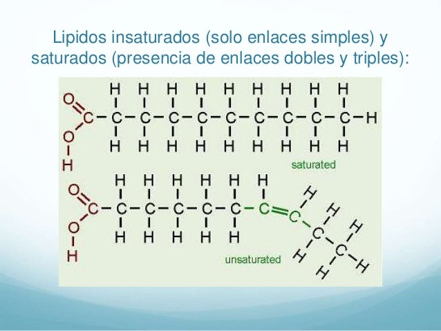 Clases de lípidos