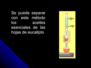 Se puede separar con este método los aceites esenciales de las hojas de eucalipto  