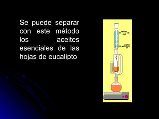 Se puede separar
con este método
los        aceites
esenciales de las
hojas de eucalipto
 
