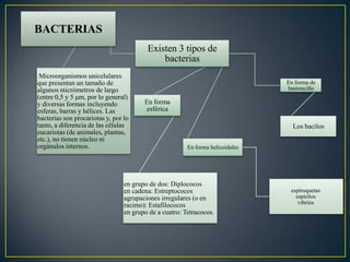 BACTERIAS
Microorganismos unicelulares
que presentan un tamaño de
algunos micrómetros de largo
(entre 0,5 y 5 μm, por lo general)
y diversas formas incluyendo
esferas, barras y hélices. Las
bacterias son procariotas y, por lo
tanto, a diferencia de las células
eucariotas (de animales, plantas,
etc.), no tienen núcleo ni
orgánulos internos.
Existen 3 tipos de
bacterias
En forma
esférica
en grupo de dos: Diplococos
en cadena: Estreptococos
agrupaciones irregulares (o en
racimo): Estafilococos
en grupo de a cuatro: Tetracocos.
En forma de
bastoncillo
Los bacilos
En forma helicoidales
espiroquetas
espirilos
vibrios
 