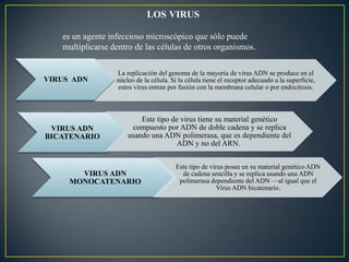 VIRUS ADN
La replicación del genoma de la mayoría de virus ADN se produce en el
núcleo de la célula. Si la célula tiene el receptor adecuado a la superficie,
estos virus entran por fusión con la membrana celular o por endocitosis.
VIRUS ADN
BICATENARIO
Este tipo de virus tiene su material genético
compuesto por ADN de doble cadena y se replica
usando una ADN polimerasa, que es dependiente del
ADN y no del ARN.
VIRUS ADN
MONOCATENARIO
Este tipo de virus posee en su material genético ADN
de cadena sencilla y se replica usando una ADN
polimerasa dependiente del ADN —al igual que el
Virus ADN bicatenario.
LOS VIRUS
es un agente infeccioso microscópico que sólo puede
multiplicarse dentro de las células de otros organismos.
 