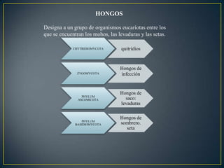 HONGOS
Designa a un grupo de organismos eucariotas entre los
que se encuentran los mohos, las levaduras y las setas.
CHYTRIDIOMYCOTA quitridios
ZYGOMYCOTA
Hongos de
infección
PHYLUM
ASCOMICOTA
Hongos de
saco:
levaduras
PHYLUM
BASIDIOMYCOTA
Hongos de
sombrero.
seta
 