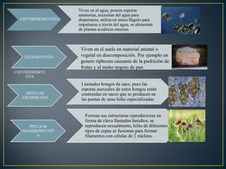 CHYTRIDIOMYC
OTA
CHYTRIDIOMYCOTA
Viven en el agua, poseen esporas
natatorias, necesitan del agua para
dispersarse, utiliza un único flagelo para
impulsarse a través del agua, se alimentan
de plantas acuáticas muertas
ZYGOMYCOTA
Viven en el suelo en material animal o
vegetal en descomposición. Por ejemplo en
genero riphozus causante de la pudrición de
frutas y el moho negreo de pan.
PHYLUM
ASCOMICOTA
Llamados hongos de saco, pues las
esporas asexuales de estos hongos están
contenidas en sacos que se producen en
las puntas de unas hifas especializadas
PHYLUM
BASIDIOMYCOT
A
Forman sus estructuras reproductoras en
forma de clava llamados basidios, se
reproducen sexualmente, hifas de diferentes
tipos de cepas se fusionan para formar
filamentos con células de 2 núcleos.
 