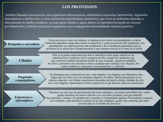 LOS PROTOZOOS
también llamados protozoarios, son organismos microscópicos, unicelulares eucariotas; heterótrofos, fagótrofos,
depredadores o detritívoros, a veces mixótrofos (parcialmente autótrofos); que viven en ambientes húmedos o
directamente en medios acuáticos, ya sean aguas saladas o aguas dulces; la reproducción puede ser asexual
por bipartición y también sexual por isogametos o por conjugación intercambiando material genético.
Rizópodos o sarcodinos
Estos protozoos, como las amebas, se desplazan por medio de pseudópodos, es decir,
formando apéndices temporales desde su superficie y como proyección del citoplasma. Los
pseudópodos son deformaciones del citoplasma y de la membrana plasmática que se
producen en la dirección el desplazamiento y que arrastran tras de sí al resto de la célula.
Ciliados
Éste es el grupo tradicional que más se identifica como grupo natural en las
clasificaciones modernas con la categoría de filo; aunque las opalinatas que
son cromistas también encuadran dentro de este concepto. Aparecen rodeados
de cilios y presentan una estructura interna compleja pero análoga a los flagelos, los
cuales también se relacionan concitoesqueleto y centriolos.
Flagelados
o mastigóforos
Se distinguen por la posesión de uno o más flagelos. Los flagelos son filamentos más
largos que los cilios cuyo movimiento impulsa a la célula. Suelen presentarse en un
número reducido. Las formas unicelulares desnudas (sin pared celular), dotadas de sólo
uno o dos flagelos, representan la forma original de la que derivan todos los eucariontes.
Esporozoos o
Apicomplexa
Parásitos con una fase de esporulación (división múltiple) y sin mayor movilidad. Hay varios
grupos distintos sin mayor relación y no son todos protistas, sino que también
hay animales y hongos. El ejemplo más conocido es el plasmodio (género Plasmodium), causante
de la malaria y que pertenece al grupo de los api complejos, grupo más conocido que suele
reservar para sí el nombre de Sporozoa.
 