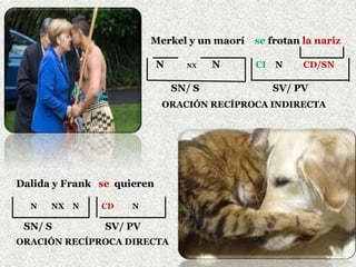 Merkel y un maorí se frotan la nariz
N NX N CI N CD/SN
SN/ S SV/ PV
ORACIÓN RECÍPROCA INDIRECTA
Dalida y Frank se quieren
N NX N CD N
SN/ S SV/ PV
ORACIÓN RECÍPROCA DIRECTA
 