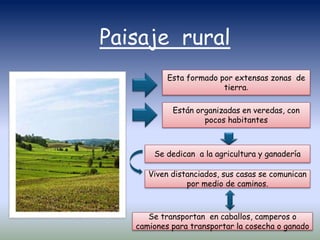 Paisaje rural
Esta formado por extensas zonas de
tierra.
Están organizadas en veredas, con
pocos habitantes
Se dedican a la agricultura y ganadería
Viven distanciados, sus casas se comunican
por medio de caminos.
Se transportan en caballos, camperos o
camiones para transportar la cosecha o ganado
 