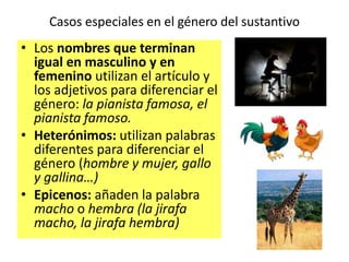 Casos especiales en el género del sustantivo
• Los nombres que terminan
igual en masculino y en
femenino utilizan el artículo y
los adjetivos para diferenciar el
género: la pianista famosa, el
pianista famoso.
• Heterónimos: utilizan palabras
diferentes para diferenciar el
género (hombre y mujer, gallo
y gallina…)
• Epicenos: añaden la palabra
macho o hembra (la jirafa
macho, la jirafa hembra)
 