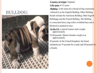 Classes of dogs: | PPT