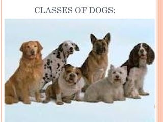 CLASSES OF DOGS:
 