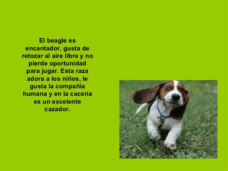 Clases de perros