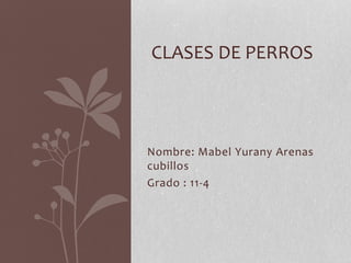 Nombre: Mabel Yurany Arenas
cubillos
Grado : 11-4
CLASES DE PERROS
 