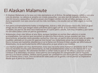 El Alaskan Malamute
• El Alaskan Malamute es la raza con más ejemplares en el Ártico. De pelaje espeso, sólido y con una
cola de plumas. La cabeza es amplia con orejas pequeñas. Los ojos son de tamaño mediano,
marrón oscuro y pequeños. El perro posee una imagen similar a la de un lobo, aunque con una
dulce expresión. Los ojos oscuros son los más normales, y los azules son un fallo según la norma
escrita.
• Son perro extremadamente leales e inteligentes, dulces y más afectuosos hacia ella. Será un gran
amigo de los niños que tengan edad suficiente para jugar con él. Si sus instintos caninos se
cumplen, los perros de esta raza maduran en un suave perro adulto. Son muy amables y por tanto
no son adecuados como un perros guardianes.
• Malamutes viven más felices al aire libre, aunque tambien se portan bien adentro si están
acompañados. Son perros que necesitan un ejercicio físico diario, ya que pueden ser muy
destructivos, actuando como grandes cachorros. Una vez, un perro único arruinó todo un salón de
muebles valorado en $15,000 en apenas tres horas! Los malamutes aman las actividades al aire
libre e incluso son bastante obedientes si se lo llama con firmeza Si bien puede ser difícil educar
Malamutes, no es particularmente difícil educarlos ya que aman a sus dueños.
• Los machos pueden ser muy dominantes. Esta raza necesita seres humanos alrededor de él. Esta
raza no necesita mucho para alimentarse, es más probablemente coma mucho menos de lo que
puede llegar a esperar. No obstante tienden a comer todo lo que se les ofrece, cosa que puede
conducir a la obesidad y excesos. Estos perros son tranquilos en comparación con la mayoría
perros y no hacen aullidos. Ambos sexos puede ser combativos con otros perros, especialmente
con el mismo sexo y raza. Una socialización adecuada con la gente y otros perros es imperativo
desde que el perro es cachorro.
 