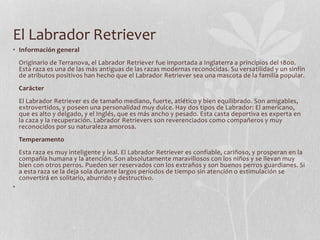 El Labrador Retriever
• Información general
Originario de Terranova, el Labrador Retriever fue importada a Inglaterra a principios del 1800.
Esta raza es una de las más antiguas de las razas modernas reconocidas. Su versatilidad y un sinfín
de atributos positivos han hecho que el Labrador Retriever sea una mascota de la familia popular.
Carácter
El Labrador Retriever es de tamaño mediano, fuerte, atlético y bien equilibrado. Son amigables,
extrovertidos, y poseen una personalidad muy dulce. Hay dos tipos de Labrador: El americano,
que es alto y delgado, y el Inglés, que es más ancho y pesado. Esta casta deportiva es experta en
la caza y la recuperación. Labrador Retrievers son reverenciados como compañeros y muy
reconocidos por su naturaleza amorosa.
Temperamento
Esta raza es muy inteligente y leal. El Labrador Retriever es confiable, cariñoso, y prosperan en la
compañía humana y la atención. Son absolutamente maravillosos con los niños y se llevan muy
bien con otros perros. Pueden ser reservados con los extraños y son buenos perros guardianes. Si
a esta raza se la deja sola durante largos períodos de tiempo sin atención o estimulación se
convertirá en solitario, aburrido y destructivo.
•
 