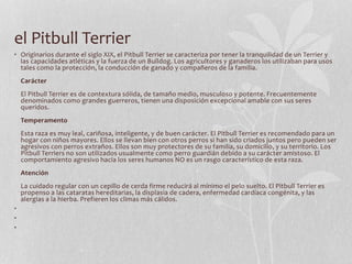 el Pitbull Terrier
• Originarios durante el siglo XIX, el Pitbull Terrier se caracteriza por tener la tranquilidad de un Terrier y
las capacidades atléticas y la fuerza de un Bulldog. Los agricultores y ganaderos los utilizaban para usos
tales como la protección, la conducción de ganado y compañeros de la familia.
Carácter
El Pitbull Terrier es de contextura sólida, de tamaño medio, musculoso y potente. Frecuentemente
denominados como grandes guerreros, tienen una disposición excepcional amable con sus seres
queridos.
Temperamento
Esta raza es muy leal, cariñosa, inteligente, y de buen carácter. El Pitbull Terrier es recomendado para un
hogar con niños mayores. Ellos se llevan bien con otros perros si han sido criados juntos pero pueden ser
agresivos con perros extraños. Ellos son muy protectores de su familia, su domicilio, y su territorio. Los
Pitbull Terriers no son utilizados usualmente como perro guardián debido a su carácter amistoso. El
comportamiento agresivo hacia los seres humanos NO es un rasgo característico de esta raza.
Atención
La cuidado regular con un cepillo de cerda firme reducirá al mínimo el pelo suelto. El Pitbull Terrier es
propenso a las cataratas hereditarias, la displasia de cadera, enfermedad cardíaca congénita, y las
alergias a la hierba. Prefieren los climas más cálidos.
•
•
•
 
