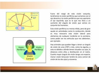 Fuera del rango de esta visión conjunta,
tendríamos la visión periférica que veríamos con el
ojo derecho y la visión periférica que nos aportaría
el ojo izquierdo, que es lo que nos lleva a un
aumento del ángulo de visión que vemos en
conjunto los humanos.
Esta visión periférica es menos nítida, pero de gran
ayuda en actividades como la conducción, donde
es muy necesaria esta visión lateral para
alertarnos de cualquier incidente en la carretera,
como poder ver los vehículos que nos adelantan,
por ejemplo.
Hay animales que pueden llegar a tener un ángulo
de visión de unos 270º o más, como las águilas, y
esto es debido a dónde tienen situados sus ojos, la
distancia entre ellos y distribución en el rostro.
Cuanto mayor ángulo de visión tenga una especie,
menor visión binocular tendrá (la zona común de
visión de los dos ojos) y viceversa.
 