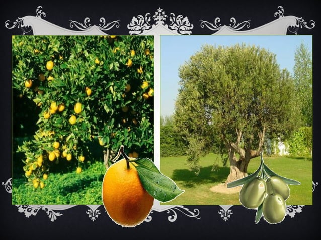 Clases de planta PPT