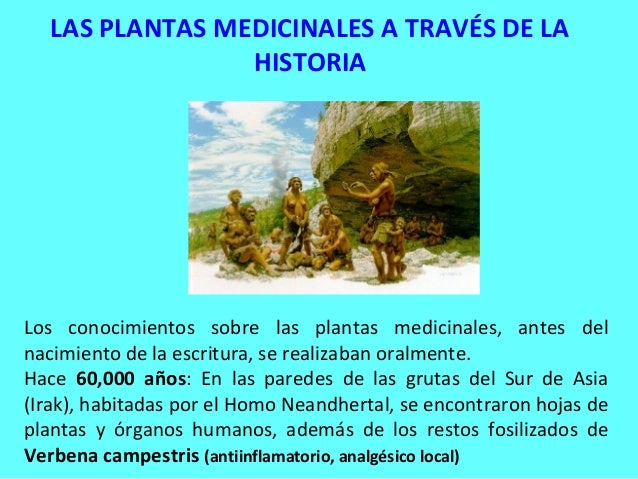 5 Plantas Medicinales De Origen Prehispanico