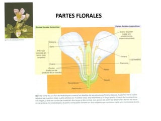 PARTES FLORALES
 