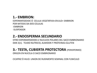 1.- EMBRION:
ESPERMATOZOIDE Ó CELULA VEGETATIVA+OVULO= EMBRION
POR MITOSIS DA DOS CELULAS
-EMBRION
-SUSPENSOR
2.- ENDOSPERMA SECUNDARIO
OTRO ESPERMATOZOIDE+2 NUCLEOS POLARES DEL SACO EMBRIONARIO
DAN 3(n). TEJIDO NUTRICIO, ALMIDON Y PROTEINAS=GLUTEN
3.- TESTA, CUBIERTA PROTECTORA (PERISPERMO)
ORIGEN EN NUCELA O SACO EMBRIONARIO
CICATRIZ Ó HILIO: UNION DE RUDIMENTO SEMINAL CON FUNICULO
 