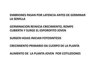 EMBRIONES PASAN POR LATENCIA ANTES DE GERMINAR
LA SEMILLA
GERMINACION REINICIA CRECIMIENTO, ROMPE
CUBIERTA Y SURGE EL ESPOROFITO JOVEN
SURGEN HOJAS INICIAN FOTOSINTESIS
CRECIMIENTO PRIMARIO DA CUERPO DE LA PLANTA
ALIMENTO DE LA PLANTA JOVEN POR COTILEDONES
 