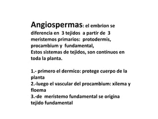 Angiospermas: el embrion se
diferencia en 3 tejidos a partir de 3
meristemos primarios: protodermis,
procambium y fundamental,
Estos sistemas de tejidos, son continuos en
toda la planta.
1.- primero el dermico: protege cuerpo de la
planta
2.-luego el vascular del procambium: xilema y
floema
3.-de meristemo fundamental se origina
tejido fundamental
 