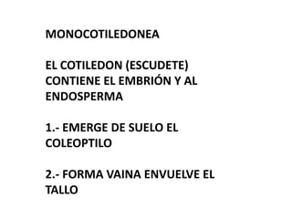MONOCOTILEDONEA
EL COTILEDON (ESCUDETE)
CONTIENE EL EMBRIÓN Y AL
ENDOSPERMA
1.- EMERGE DE SUELO EL
COLEOPTILO
2.- FORMA VAINA ENVUELVE EL
TALLO
 