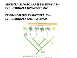 ANCESTRALES VASCULARES SIN SEMILLAS---
EVOLUCIONAN A GIMNOSPERMAS
DE GIMNOSPERMAS ANCESTRALES---
EVOLUCIONAN A ANGIOSPERMAS
 