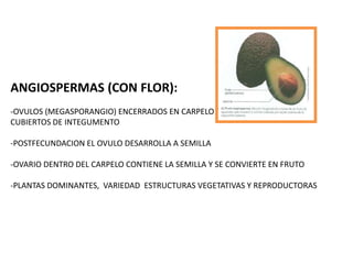 ANGIOSPERMAS (CON FLOR):
-OVULOS (MEGASPORANGIO) ENCERRADOS EN CARPELO
CUBIERTOS DE INTEGUMENTO
-POSTFECUNDACION EL OVULO DESARROLLA A SEMILLA
-OVARIO DENTRO DEL CARPELO CONTIENE LA SEMILLA Y SE CONVIERTE EN FRUTO
-PLANTAS DOMINANTES, VARIEDAD ESTRUCTURAS VEGETATIVAS Y REPRODUCTORAS
 