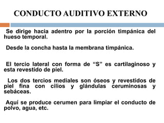 CONDUCTO AUDITIVO EXTERNO
Se dirige hacia adentro por la porción timpánica del
hueso temporal.
Desde la concha hasta la membrana timpánica.
El tercio lateral con forma de “S” es cartilaginoso y
esta revestido de piel.
Los dos tercios mediales son óseos y revestidos de
piel fina con cilios y glándulas ceruminosas y
sebáceas.
Aquí se produce cerumen para limpiar el conducto de
polvo, agua, etc.
 