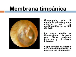 Membrana timpánica
• Compuesta por 3
capas: la primera y más
externa es la
continuación de la piel
de CAE
• La capa media o
fibroelástica formada
por fibras radiales
externas y circulares
internas.
• Capa medial o interna
es la continuación de la
mucosa del oído medio.
 