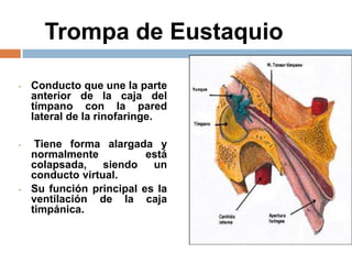 Trompa de Eustaquio
• Conducto que une la parte
anterior de la caja del
tímpano con la pared
lateral de la rinofaringe.
• Tiene forma alargada y
normalmente está
colapsada, siendo un
conducto virtual.
• Su función principal es la
ventilación de la caja
timpánica.
 