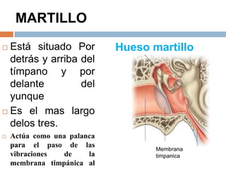 MARTILLO
 Está situado Por
detrás y arriba del
tímpano y por
delante del
yunque
 Es el mas largo
delos tres.
 Actúa como una palanca
para el paso de las
vibraciones de la
membrana timpánica al
Hueso martillo
Membrana
timpanica
 