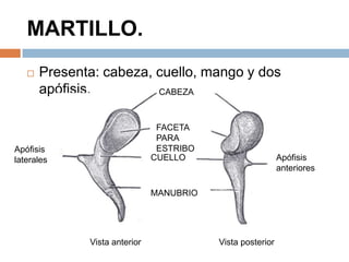 MARTILLO.
 Presenta: cabeza, cuello, mango y dos
apófisis. CABEZA
FACETA
PARA
ESTRIBO
CUELLO
MANUBRIO
Apófisis
anteriores
Apófisis
laterales
Vista anterior Vista posterior
 