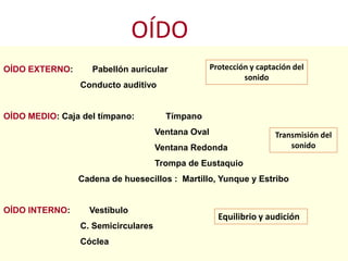 OÍDO EXTERNO: Pabellón auricular
Conducto auditivo
OÍDO MEDIO: Caja del tímpano: Tímpano
Ventana Oval
Ventana Redonda
Trompa de Eustaquio
Cadena de huesecillos : Martillo, Yunque y Estribo
OÍDO INTERNO: Vestíbulo
C. Semicirculares
Cóclea
OÍDO
Protección y captación del
sonido
Transmisión del
sonido
Equilibrio y audición
 