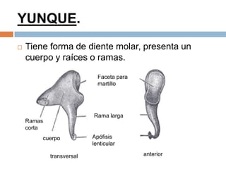 YUNQUE.
 Tiene forma de diente molar, presenta un
cuerpo y raíces o ramas.
Rama larga
Ramas
corta
cuerpo Apófisis
lenticular
Faceta para
martillo
transversal anterior
 