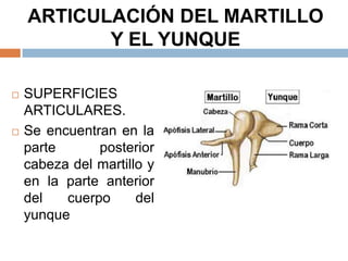 ARTICULACIÓN DEL MARTILLO
Y EL YUNQUE
 SUPERFICIES
ARTICULARES.
 Se encuentran en la
parte posterior
cabeza del martillo y
en la parte anterior
del cuerpo del
yunque
 