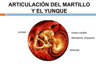 ARTICULACIÓN DEL MARTILLO
Y EL YUNQUE
Hueso martillo
Membrana timpanica
yunque
lenticular
 