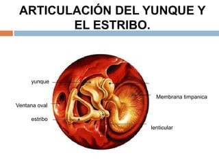 ARTICULACIÓN DEL YUNQUE Y
EL ESTRIBO.
lenticular
estribo
Ventana oval
yunque
Membrana timpanica
 