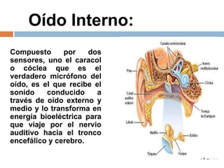 Oído Interno:
Compuesto por dos
sensores, uno el caracol
o cóclea que es el
verdadero micrófono del
oído, es el que recibe el
sonido conducido a
través de oído externo y
medio y lo transforma en
energía bioeléctrica para
que viaje por el nervio
auditivo hacia el tronco
encefálico y cerebro.
 