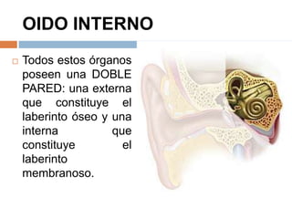 OIDO INTERNO
 Todos estos órganos
poseen una DOBLE
PARED: una externa
que constituye el
laberinto óseo y una
interna que
constituye el
laberinto
membranoso.
 