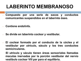 LABERINTO MEMBRANOSO
• Compuesto por una serie de sacos y conductos
comunicantes suspendidos en el laberinto óseo.
• Contiene endolinfa.
• Se divide en laberinto coclear y vestibular.
• El coclear formado por el conducto de la cóclea y el
vestibular por utrículo, sáculo y los tres conductos
semicirculares.
El utrículo y sáculo tienen áreas sensoriales llamadas
maculas inervadas por la porción vestibular del nervio
vestíbulo coclear VIII par para el equilibrio.
 