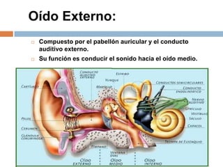 Oído Externo:
 Compuesto por el pabellón auricular y el conducto
auditivo externo.
 Su función es conducir el sonido hacia el oído medio.
 