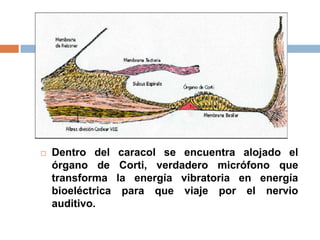  Dentro del caracol se encuentra alojado el
órgano de Corti, verdadero micrófono que
transforma la energía vibratoria en energía
bioeléctrica para que viaje por el nervio
auditivo.
 