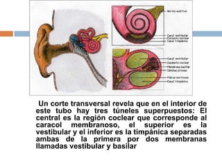 Un corte transversal revela que en el interior de
este tubo hay tres túneles superpuestos: El
central es la región coclear que corresponde al
caracol membranoso, el superior es la
vestibular y el inferior es la timpánica separadas
ambas de la primera por dos membranas
llamadas vestibular y basilar
 