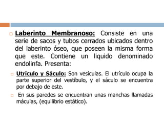  Laberinto Membranoso: Consiste en una
serie de sacos y tubos cerrados ubicados dentro
del laberinto óseo, que poseen la misma forma
que este. Contiene un liquido denominado
endolinfa. Presenta:
 Utrículo y Sáculo: Son vesículas. El utrículo ocupa la
parte superior del vestíbulo, y el sáculo se encuentra
por debajo de este.
 En sus paredes se encuentran unas manchas llamadas
máculas, (equilibrio estático).
 