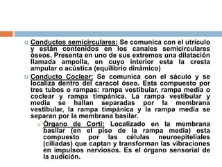 Conductos semicirculares: Se comunica con el utrículo
y están contenidos en los canales semicirculares
óseos. Presenta en uno de sus extremos una dilatación
llamada ampolla, en cuyo interior esta la cresta
ampular o acústica (equilibrio dinámico)
 Conducto Coclear: Se comunica con el sáculo y se
localiza dentro del caracol óseo. Esta compuesto por
tres tubos o rampas: rampa vestibular, rampa media o
coclear y rampa timpánica. La rampa vestibular y
media se hallan separadas por la membrana
vestibular, la rampa timpánica y la rampa media se
separan por la membrana basilar.
o Órgano de Corti: Localizado en la membrana
basilar (en el piso de la rampa media) esta
compuesto por las células neuroepiteliales
(ciliadas) que captan y transforman las vibraciones
en impulsos nerviosos. Es el órgano sensorial de
la audición.
 
