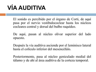 VÍA AUDITIVA
El sonido es percibido por el órgano de Corti, de aquí
pasa por el nervio vestibulococlear hasta los núcleos
cocleares central y dorsal del bulbo raquídeo.
De aquí, pasan al núcleo olivar superior del lado
opuesto.
Después la vía auditiva asciende por el leminisco lateral
hasta el colículo inferior del mesencéfalo.
Posteriormente, pasa al núcleo geniculado medial del
tálamo y de ahí al área auditiva de la corteza temporal.
 